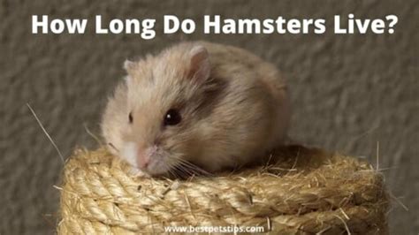 hamsterlive trans